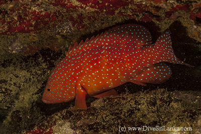 Red Cod